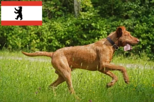 Mehr über den Artikel erfahren Magyar Vizsla Züchter und Welpen in Berlin