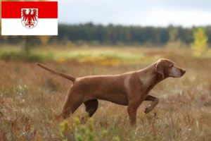 Mehr über den Artikel erfahren Magyar Vizsla Züchter und Welpen in Brandenburg