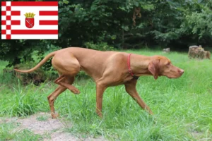 Mehr über den Artikel erfahren Magyar Vizsla Züchter und Welpen in Bremen