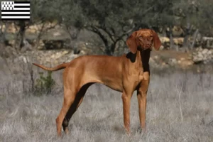 Mehr über den Artikel erfahren Magyar Vizsla Züchter und Welpen in der Bretagne