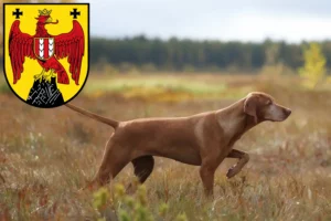 Mehr über den Artikel erfahren Magyar Vizsla Züchter und Welpen im Burgenland