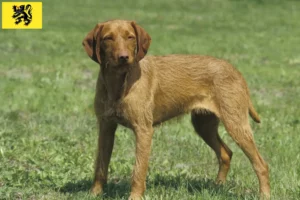 Mehr über den Artikel erfahren Magyar Vizsla Züchter und Welpen in Flandern