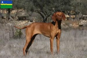 Mehr über den Artikel erfahren Magyar Vizsla Züchter und Welpen in Flevoland