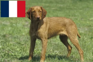 Mehr über den Artikel erfahren Magyar Vizsla Züchter und Welpen in Frankreich