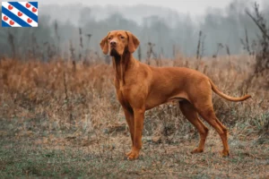 Mehr über den Artikel erfahren Magyar Vizsla Züchter und Welpen in Friesland