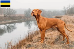 Mehr über den Artikel erfahren Magyar Vizsla Züchter und Welpen in Gelderland