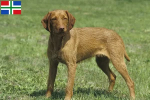 Mehr über den Artikel erfahren Magyar Vizsla Züchter und Welpen in Groningen