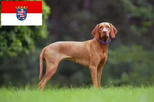 Mehr über den Artikel erfahren Magyar Vizsla Züchter und Welpen in Hessen