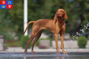 Mehr über den Artikel erfahren Magyar Vizsla Züchter und Welpen in Hradec Králové