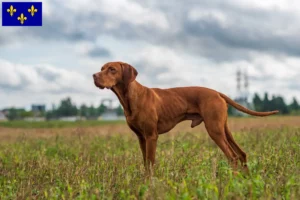 Mehr über den Artikel erfahren Magyar Vizsla Züchter und Welpen in Île-de-France