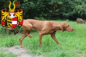 Mehr über den Artikel erfahren Magyar Vizsla Züchter und Welpen in Kärnten