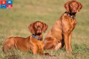 Mehr über den Artikel erfahren Magyar Vizsla Züchter und Welpen in Karlsbad