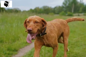 Mehr über den Artikel erfahren Magyar Vizsla Züchter und Welpen auf Korsika