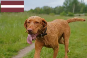 Mehr über den Artikel erfahren Magyar Vizsla Züchter und Welpen in Lettland