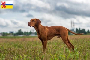 Mehr über den Artikel erfahren Magyar Vizsla Züchter und Welpen in Limburg