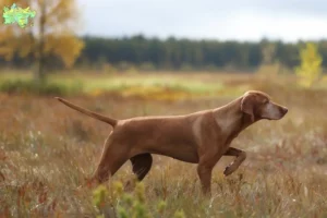 Mehr über den Artikel erfahren Magyar Vizsla Züchter und Welpen in Midtjylland