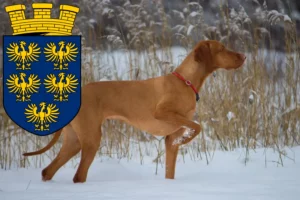 Mehr über den Artikel erfahren Magyar Vizsla Züchter und Welpen in Niederösterreich