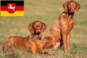 Mehr über den Artikel erfahren Magyar Vizsla Züchter und Welpen in Niedersachsen