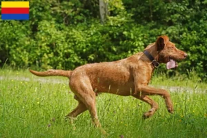 Mehr über den Artikel erfahren Magyar Vizsla Züchter und Welpen in Nordholland