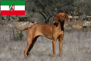 Mehr über den Artikel erfahren Magyar Vizsla Züchter und Welpen in Nordrhein-Westfalen