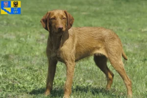 Mehr über den Artikel erfahren Magyar Vizsla Züchter und Welpen in Olmütz