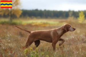 Mehr über den Artikel erfahren Magyar Vizsla Züchter und Welpen in Overijssel