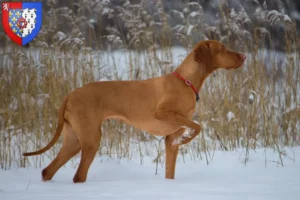 Mehr über den Artikel erfahren Magyar Vizsla Züchter und Welpen in Pays de la Loire