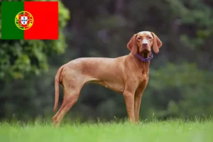 Mehr über den Artikel erfahren Magyar Vizsla Züchter und Welpen in Portugal