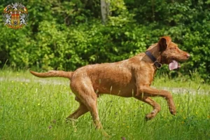 Mehr über den Artikel erfahren Magyar Vizsla Züchter und Welpen in Prag