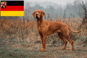 Mehr über den Artikel erfahren Magyar Vizsla Züchter und Welpen in Rheinland-Pfalz