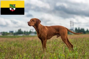 Mehr über den Artikel erfahren Magyar Vizsla Züchter und Welpen in Sachsen-Anhalt