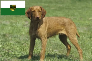 Mehr über den Artikel erfahren Magyar Vizsla Züchter und Welpen in Sachsen