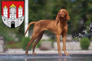 Mehr über den Artikel erfahren Magyar Vizsla Züchter und Welpen in Salzburg