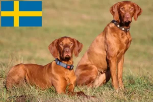 Mehr über den Artikel erfahren Magyar Vizsla Züchter und Welpen in Schweden