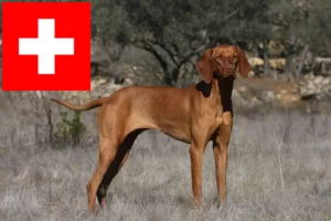 Mehr über den Artikel erfahren Magyar Vizsla Züchter und Welpen in der Schweiz