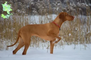 Mehr über den Artikel erfahren Magyar Vizsla Züchter und Welpen in Sjælland