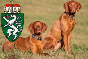 Mehr über den Artikel erfahren Magyar Vizsla Züchter und Welpen in der Steiermark