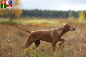 Mehr über den Artikel erfahren Magyar Vizsla Züchter und Welpen in Südböhmen