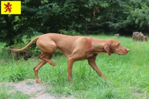 Mehr über den Artikel erfahren Magyar Vizsla Züchter und Welpen in Südholland