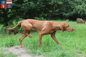 Mehr über den Artikel erfahren Magyar Vizsla Züchter und Welpen in Südmähren