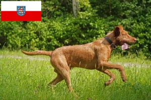 Mehr über den Artikel erfahren Magyar Vizsla Züchter und Welpen in Thüringen