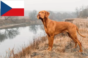 Mehr über den Artikel erfahren Magyar Vizsla Züchter und Welpen in Tschechien