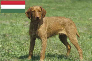 Mehr über den Artikel erfahren Magyar Vizsla Züchter und Welpen in Ungarn