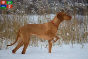 Mehr über den Artikel erfahren Magyar Vizsla Züchter und Welpen in Ústí