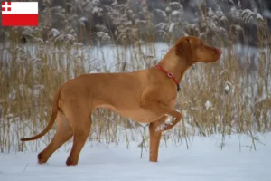 Mehr über den Artikel erfahren Magyar Vizsla Züchter und Welpen in Utrecht