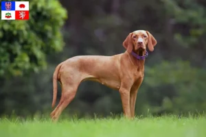 Mehr über den Artikel erfahren Magyar Vizsla Züchter und Welpen in Vysočina