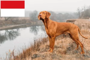 Mehr über den Artikel erfahren Magyar Vizsla Züchter und Welpen in Wien