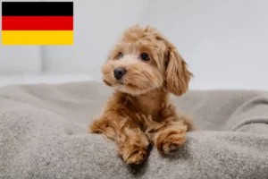 Mehr über den Artikel erfahren Maltipoo Züchter und Welpen in Deutschland