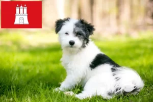 Mehr über den Artikel erfahren Maltipoo Züchter und Welpen in Hamburg