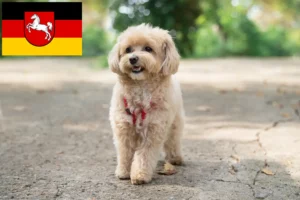 Mehr über den Artikel erfahren Maltipoo Züchter und Welpen in Niedersachsen